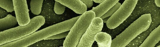 Escherichia Coli: características, patogenicidad y prevención (I)