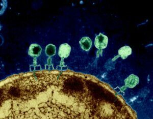 Bacteriófagos: pequeños grandes aliados en la lucha contra los patógenos alimentarios