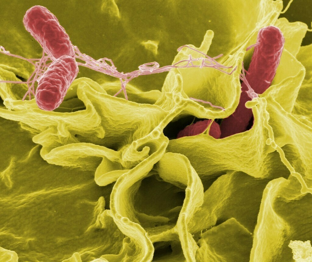 Salmonella, biofilms y persistencia