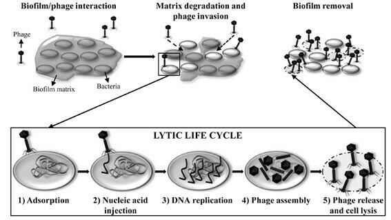 biofilms-fagos