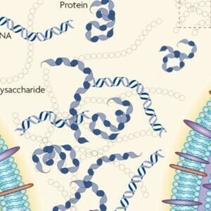 Componentes y funciones de la matriz de los biofilms bacterianos