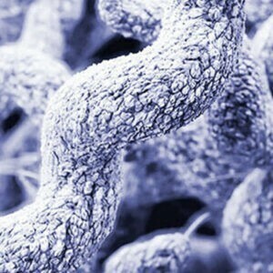 Eficacia de biocidas frente a Campylobacter spp