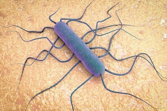 Biofilm y Listeria monocytogenes persistente