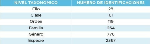 Tabla 2. Número de microorganismos identificados en cada nivel taxonómico en la industria de vegetales congelados.