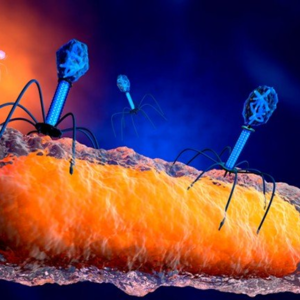 Condiciones de uso de los fagos para la reducción de niveles de patógenos en alimentos