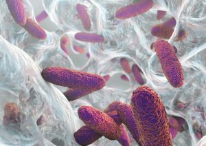 EXPERTS SPEAK – What you need to know about the components and functions of a bacterial biofilm matrix