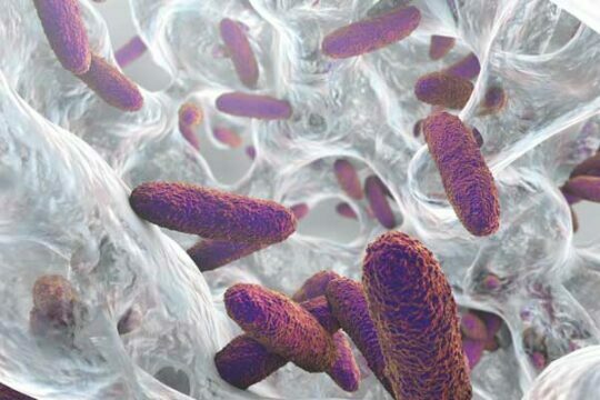 Biofilms en la industria alimentaria: casos de éxito