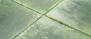 Verwijder de groene aanslag op uw terrein!