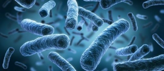 Dossier: biofilm en enzymen