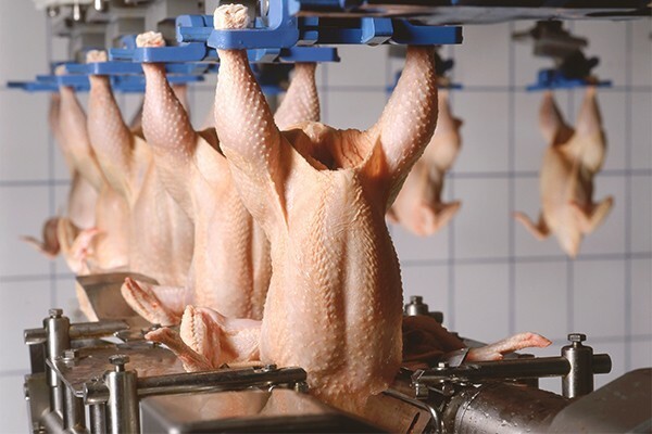 Cleaning and disinfection in the poultry processing sector