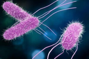 Salmonella en la industria avícola. Puntos críticos de contaminación