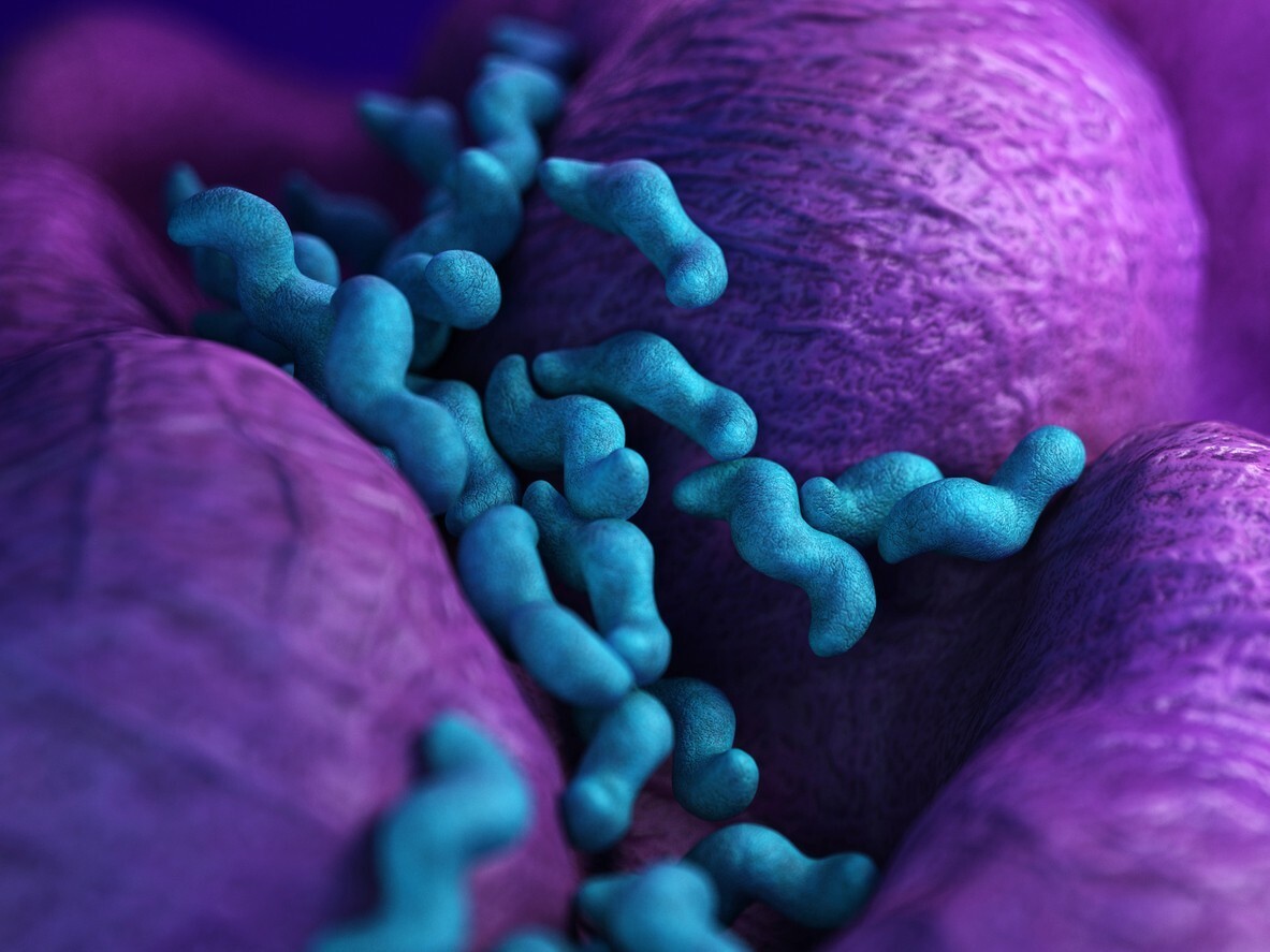 Campylobacter - causa maioria das infeções alimentares