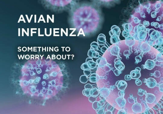 Avian Influenza, something to worry about?