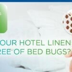 How to treat linen infested with bed bugs?