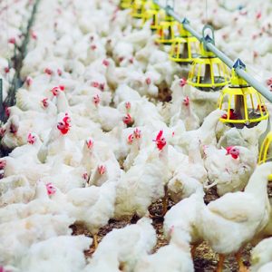 La carne de pollo, principal alimento implicado en la infección alimentarias producidas por Campylobacter