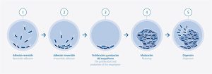 Biofilmes