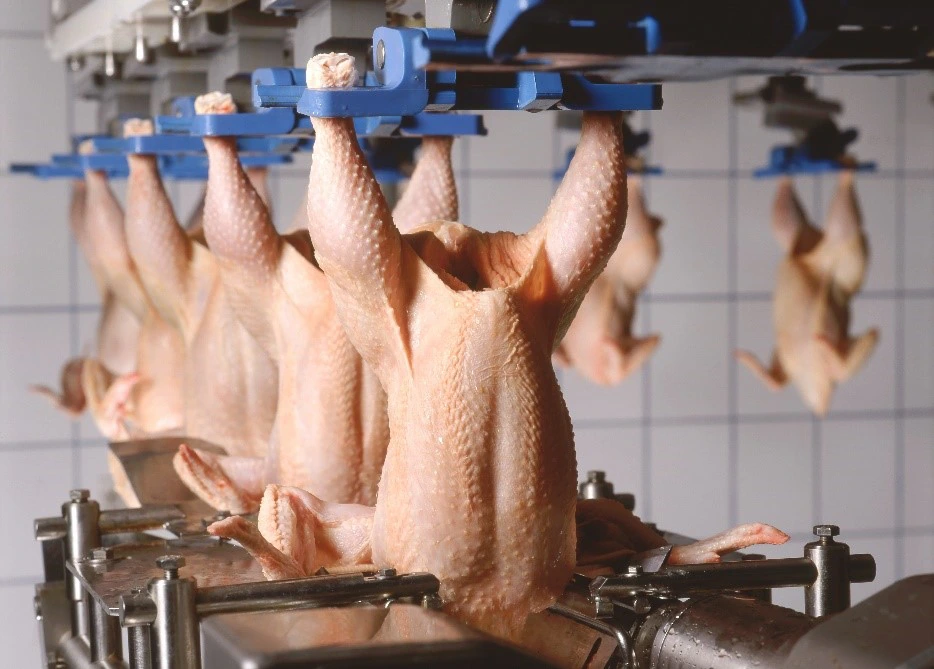 Cleaning and disinfection in the poultry sector