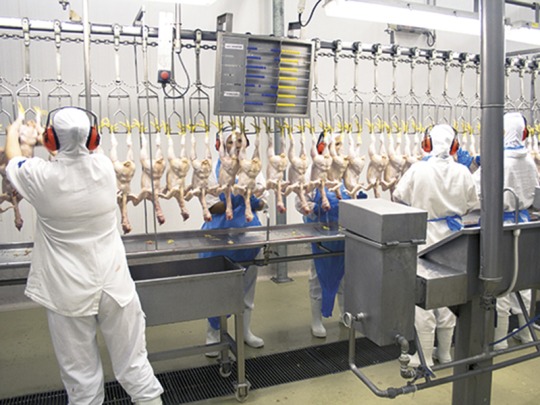 Veelgestelde vragen over reiniging en desinfectie in de pluimvee-industrie