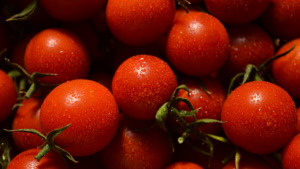 Higiene Industrial na Transformação do Tomate